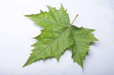 《命运》七周年庆 邀你重温你与《命运2》的羁绊